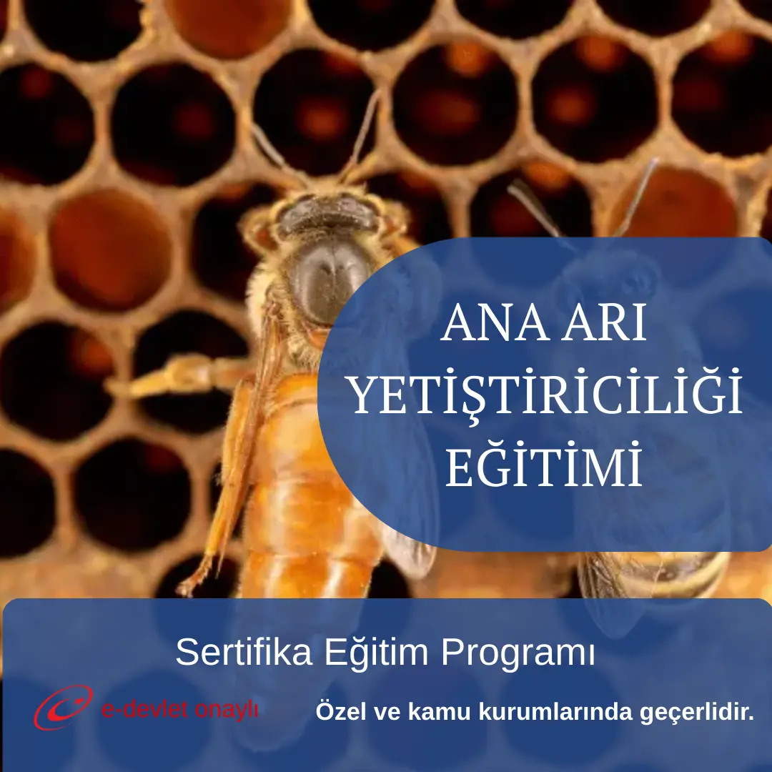 ANA ARI YETİŞTİRİCİLİĞİ EĞİTİMİ