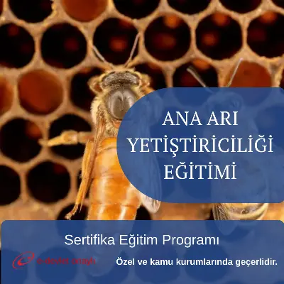 ANA ARI YETİŞTİRİCİLİĞİ EĞİTİMİ