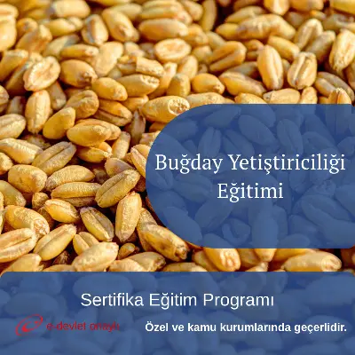 Buğday Yetiştiriciliği Eğitimi