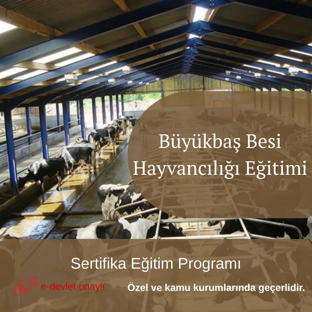 Büyükbaş Besi Hayvancılığı Eğitimi