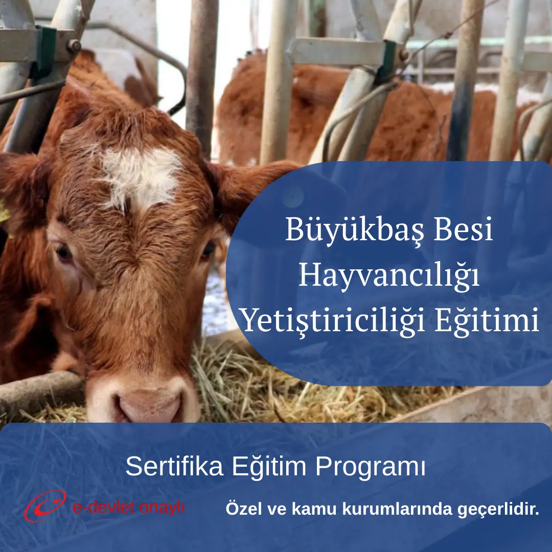 Büyükbaş Besi Hayvancılığı Yetiştiriciliği Eğitimi