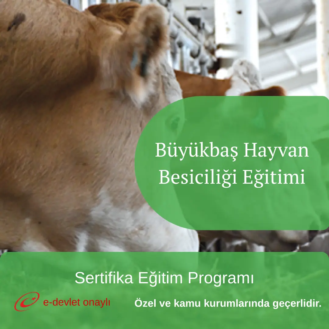 Büyükbaş Hayvan Besiciliği Eğitimi