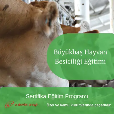 Büyükbaş Hayvan Besiciliği Eğitimi