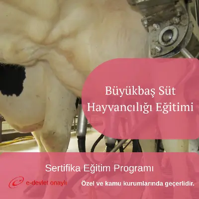 Büyükbaş Süt Hayvancılığı Eğitimi