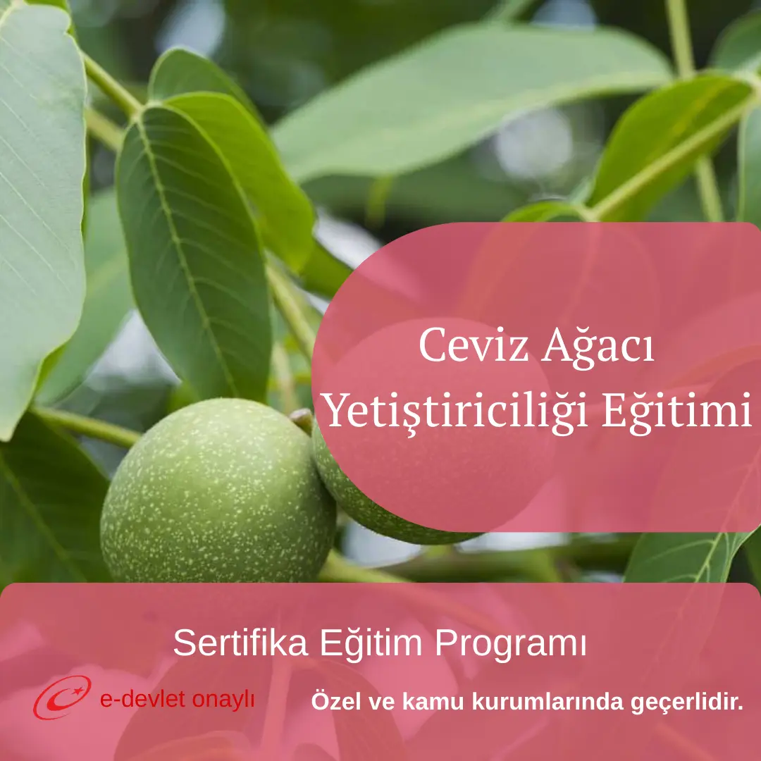 Ceviz Ağacı Yetiştiriciliği Eğitimi