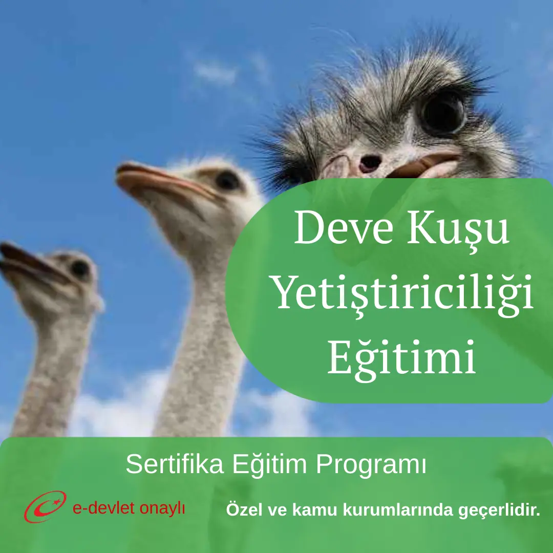 Deve Kuşu Yetiştiriciliği Eğitimi