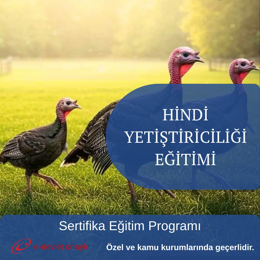 HİNDİ YETİŞTİRİCİLİĞİ EĞİTİMİ