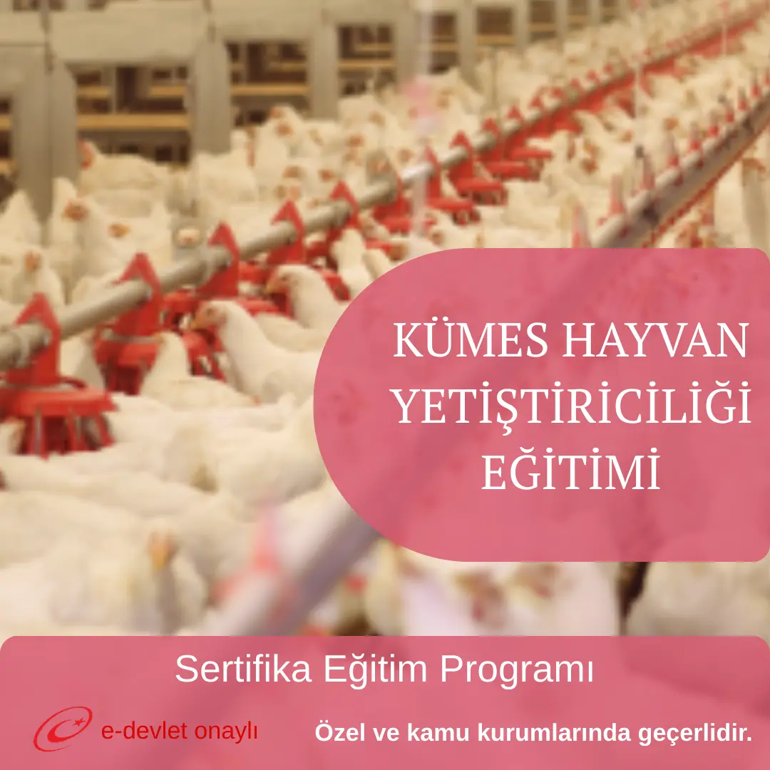 KÜMES HAYVAN YETİŞTİRİCİLİĞİ EĞİTİMİ