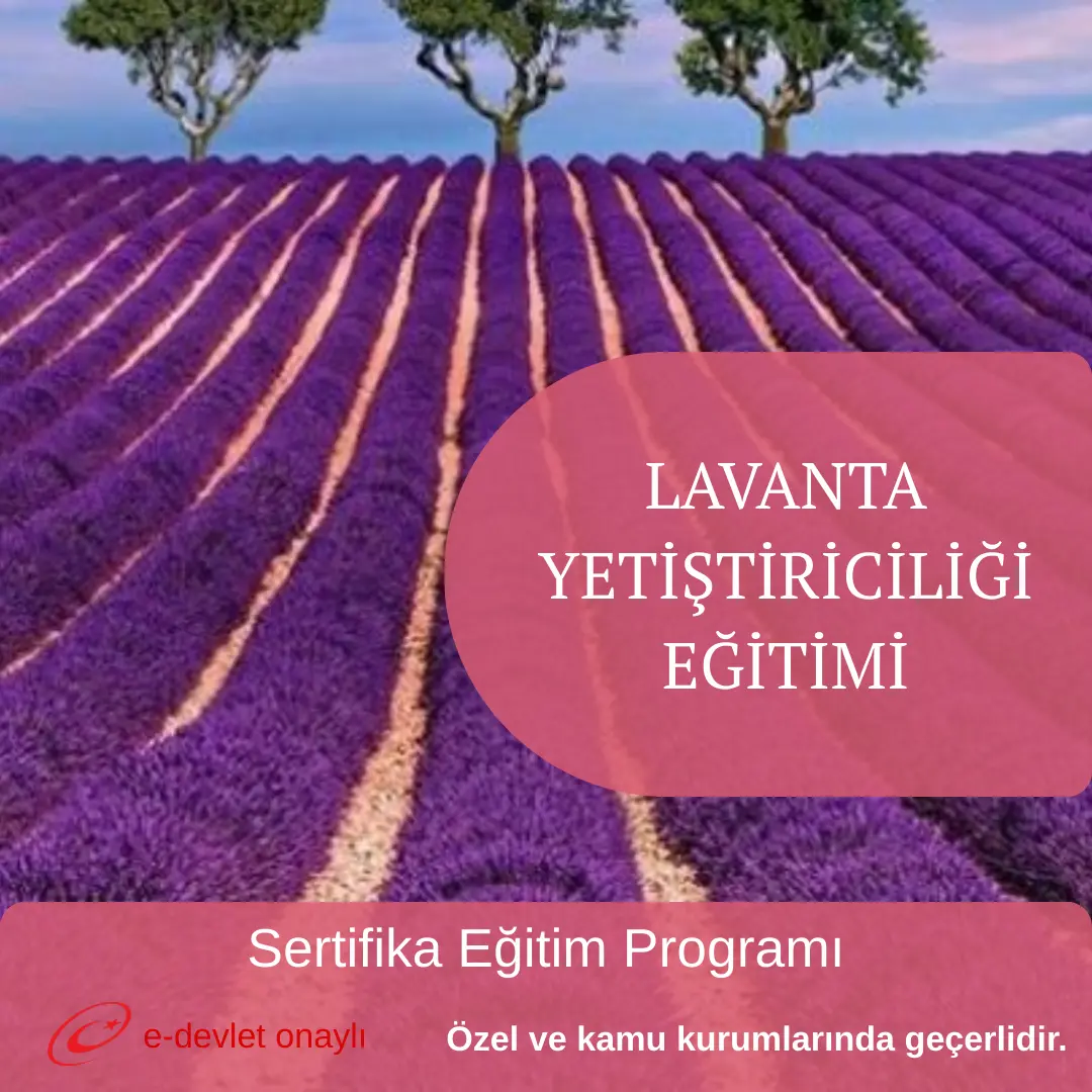 LAVANTA YETİŞTİRİCİLİĞİ EĞİTİMİ